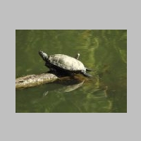 Schildkröte (Rheinauen).JPG